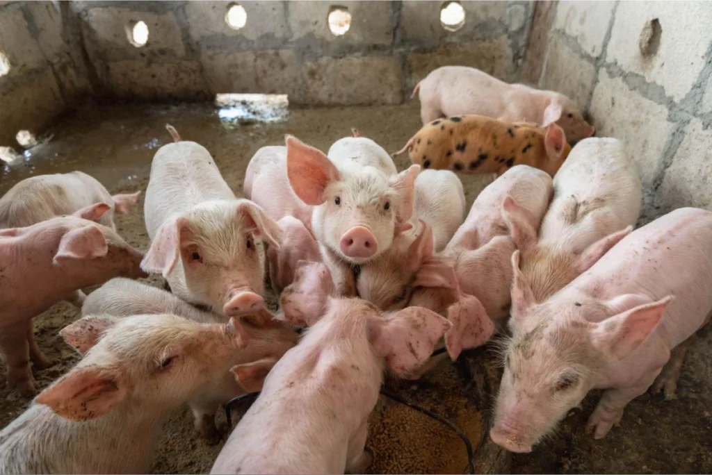 The Hidden Cost of Poor Mixing on Modern Farms